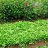 Uljane rotkve kao zeleno đubrivo